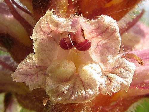 Orobanche du trèfle