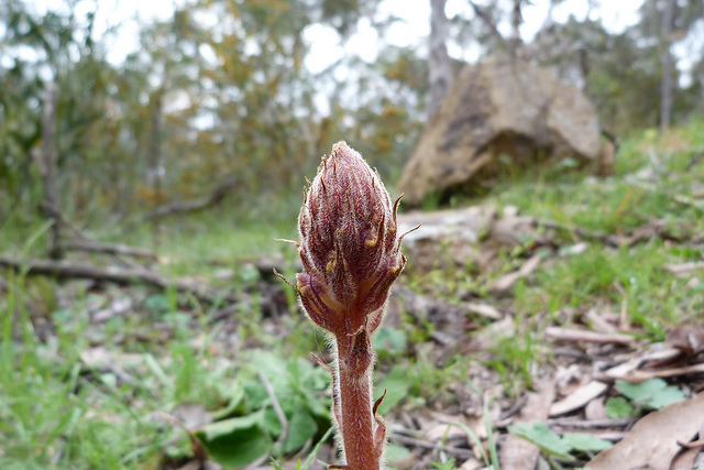 Orobanche du trèfle