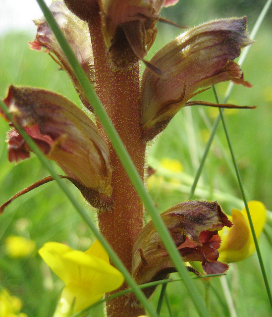 Orobanche du trèfle