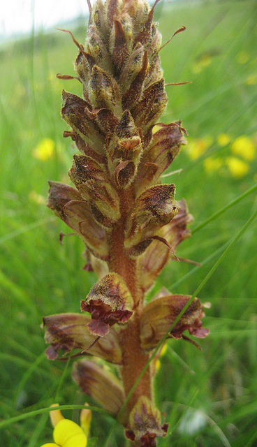 Orobanche du trèfle