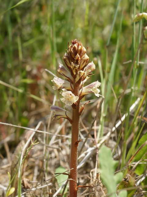 Orobanche du trèfle
