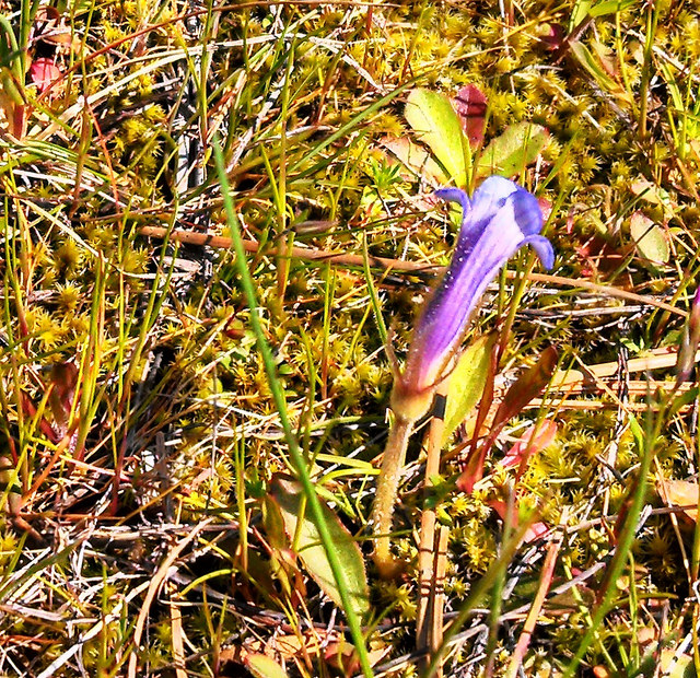 Orobanche uniflora (Orobanche uniflora)