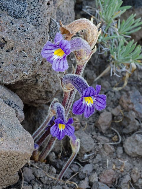 Orobanche uniflora