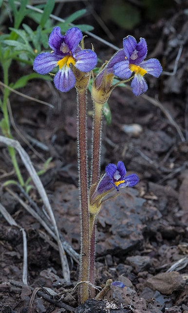 Orobanche uniflora