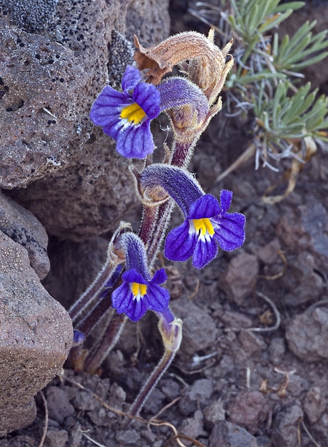 Orobanche uniflora