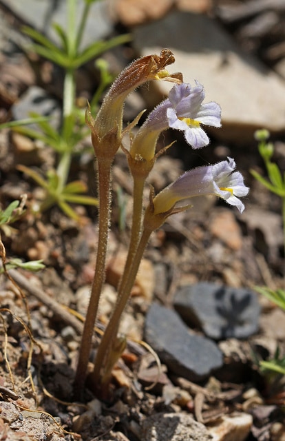 Orobanche uniflora