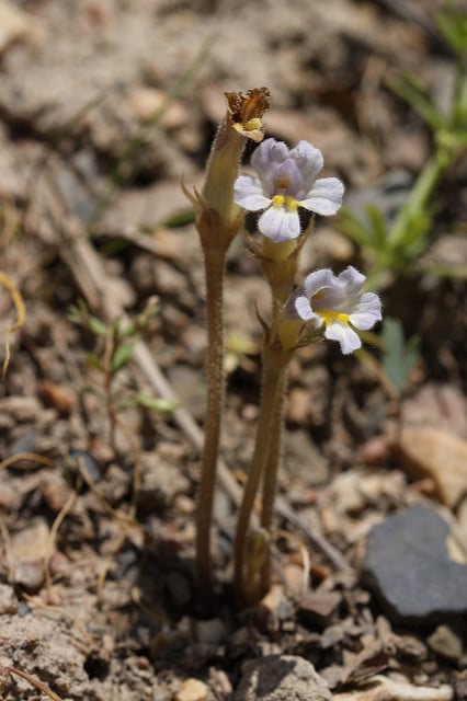 Orobanche uniflora
