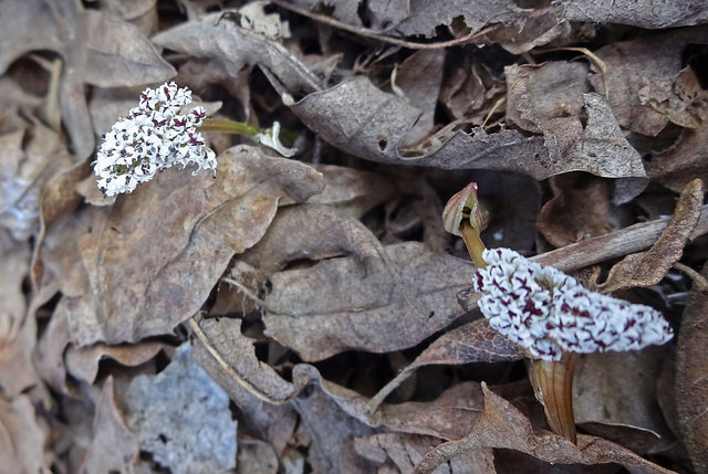 Orogenia linearifolia