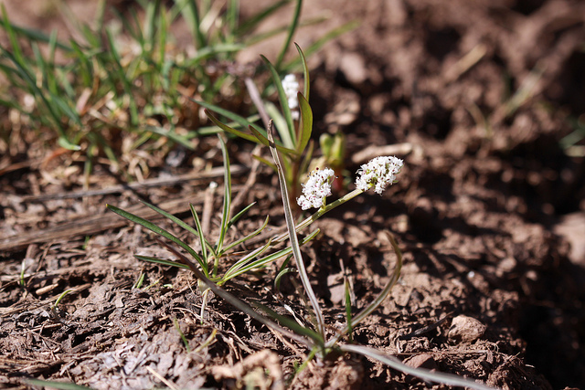 Orogenia linearifolia