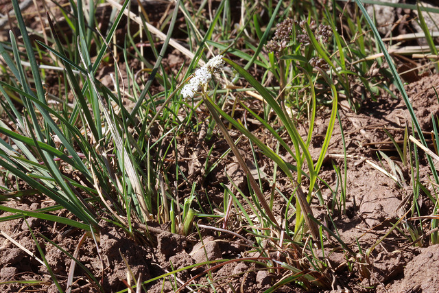 Orogenia linearifolia