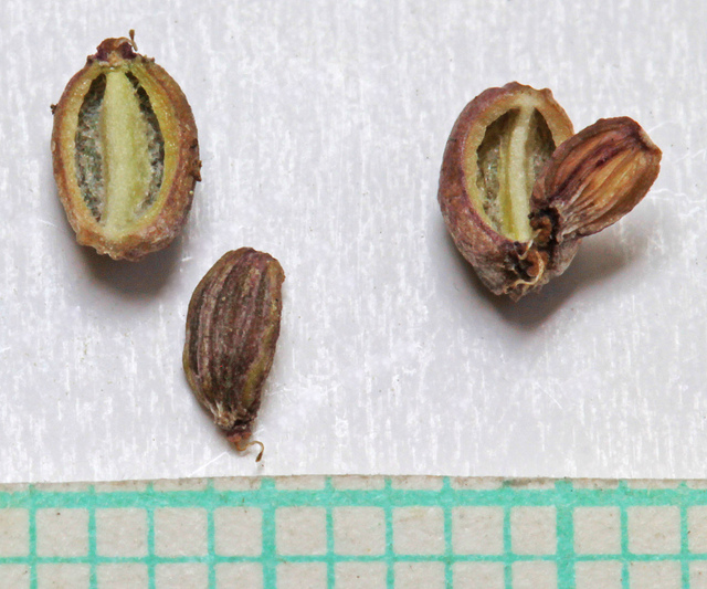 Orogenia linearifolia (Orogenia linearifolia)