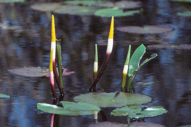 Orontium aquaticum
