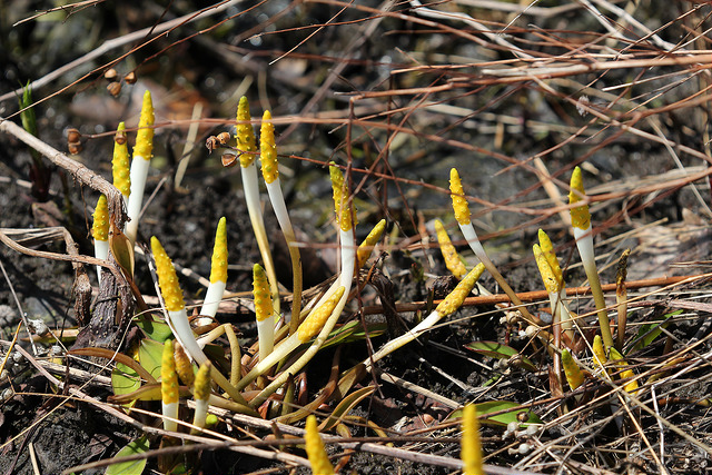 Orontium aquaticum