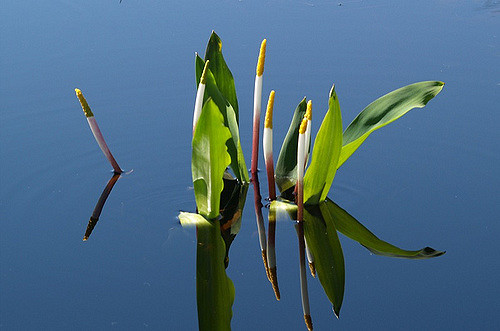 Orontium aquaticum