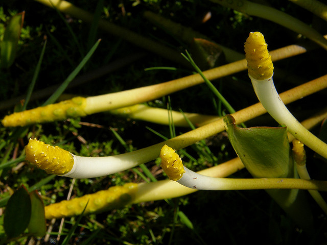 Orontium aquaticum