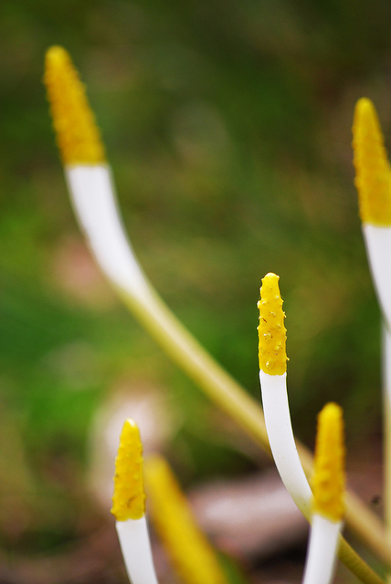 Orontium aquaticum