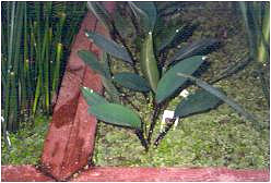 Orontium aquaticum (Orontium aquaticum)
