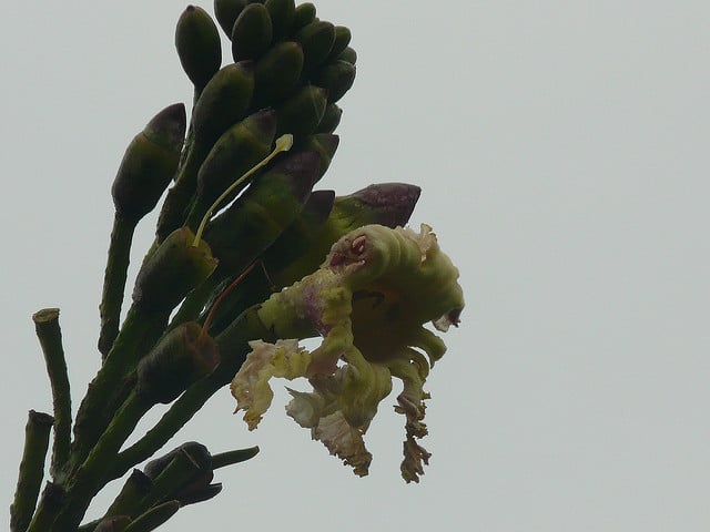 Oroxylum indicum