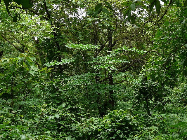 Oroxylum indicum