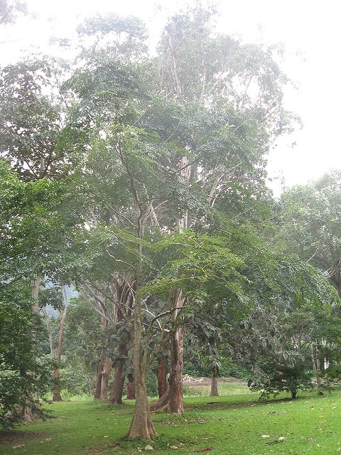 Oroxylum indicum