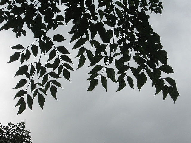 Oroxylum indicum