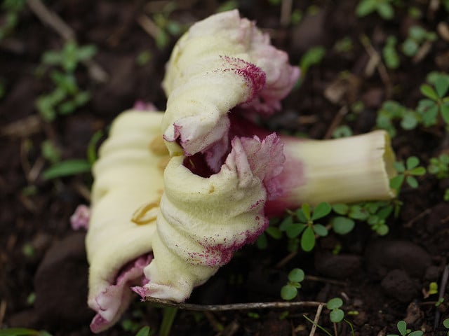 Oroxylum indicum