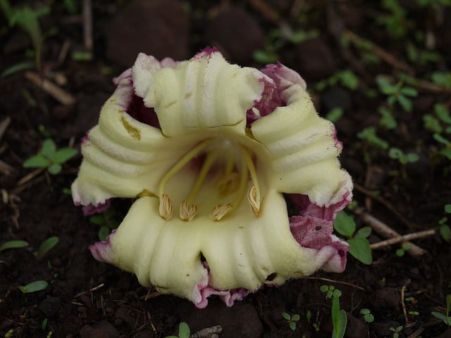 Oroxylum indicum (Oroxylum indicum)