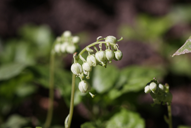 Pirole unilatérale (Orthilia secunda)
