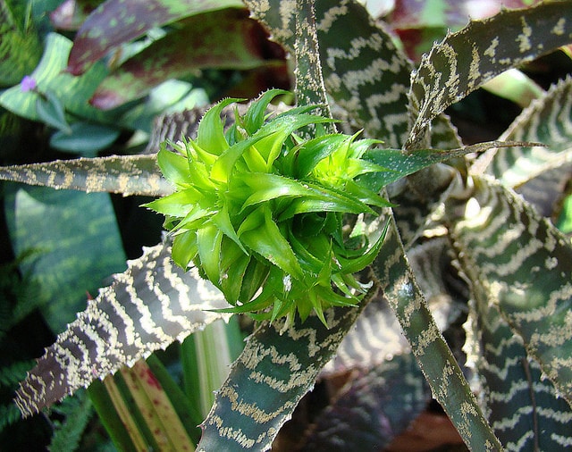 Orthophytum gurkenii