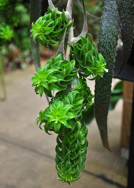 Orthophytum gurkenii