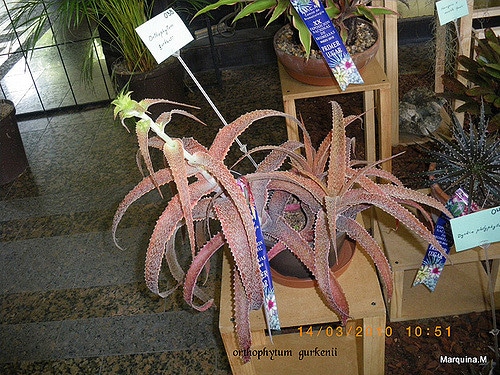 Orthophytum gurkenii