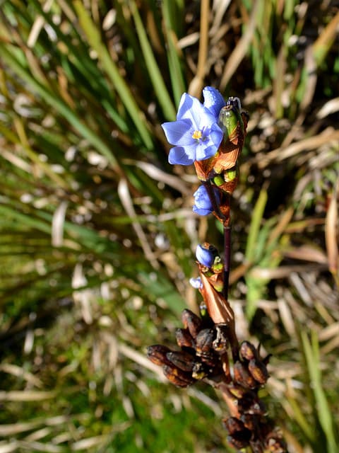 Orthrosanthus chimboracensis