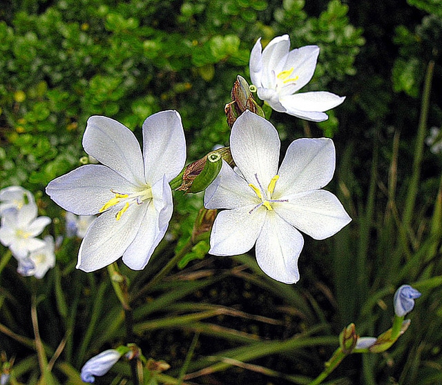 Orthrosanthus chimboracensis (Orthrosanthus chimboracensis)
