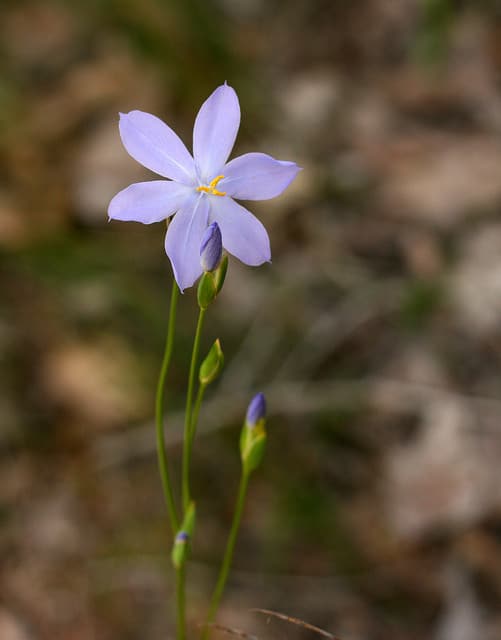 Orthrosanthus laxus (Orthrosanthus laxus)