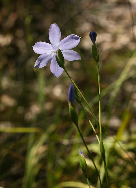 Orthrosanthus laxus