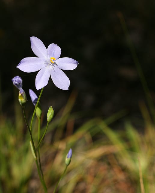 Orthrosanthus laxus
