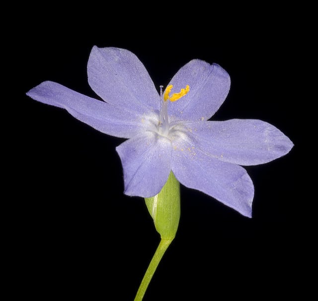 Orthrosanthus laxus