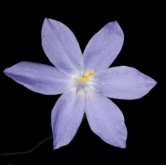 Orthrosanthus laxus