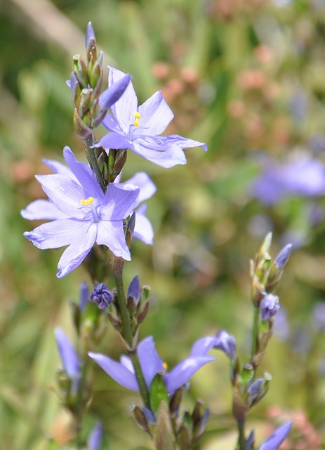 Orthrosanthus laxus