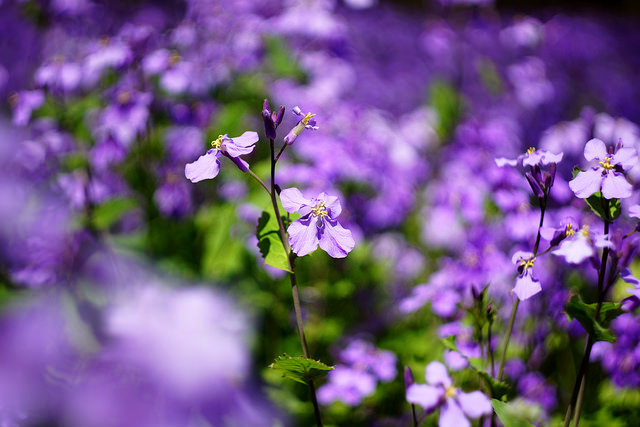 Orchidée de février (Orychophragmus violaceus)