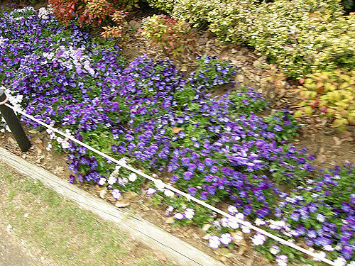 Orchidée de février