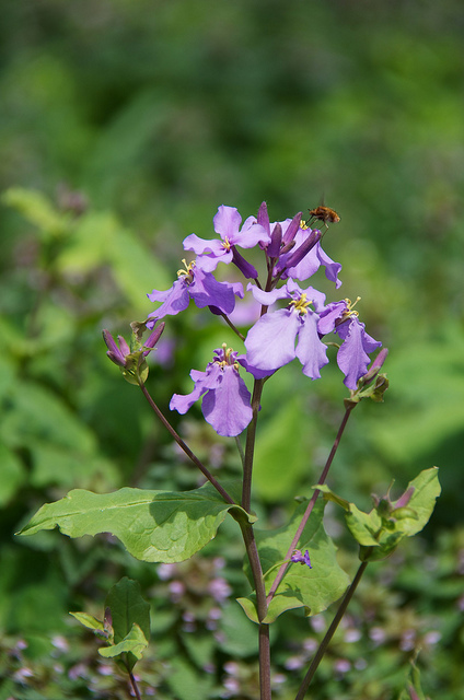 Orchidée de février