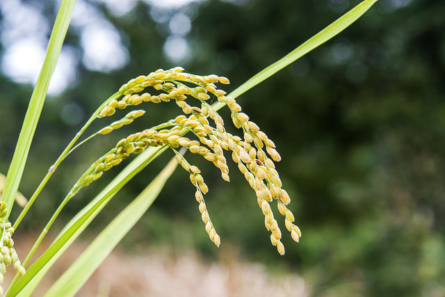 Riz