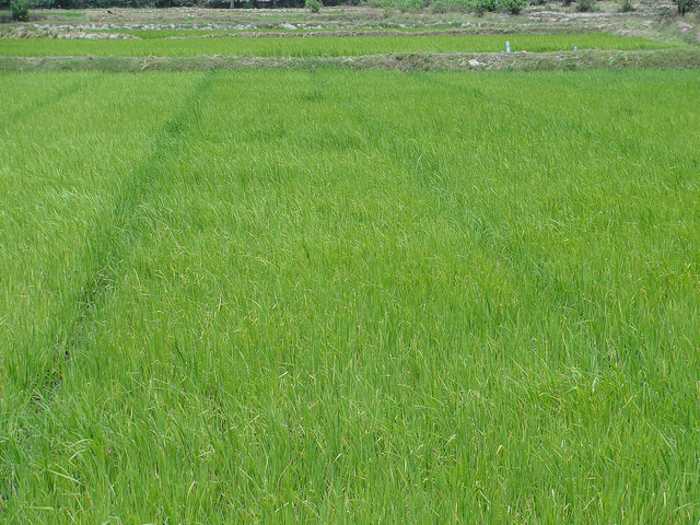 Riz