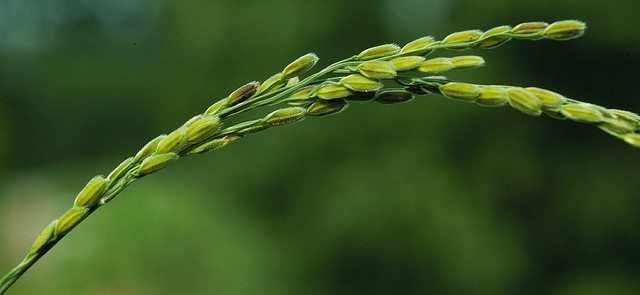 Riz