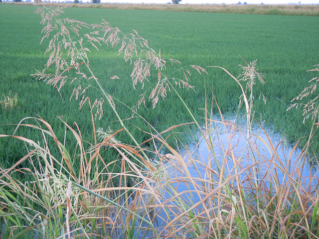 Riz