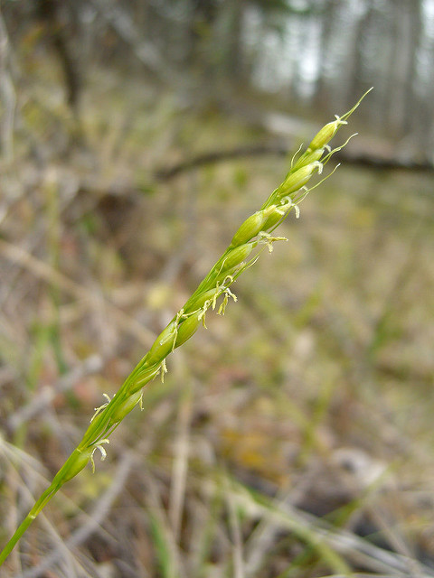 Oryzopsis asperifolia