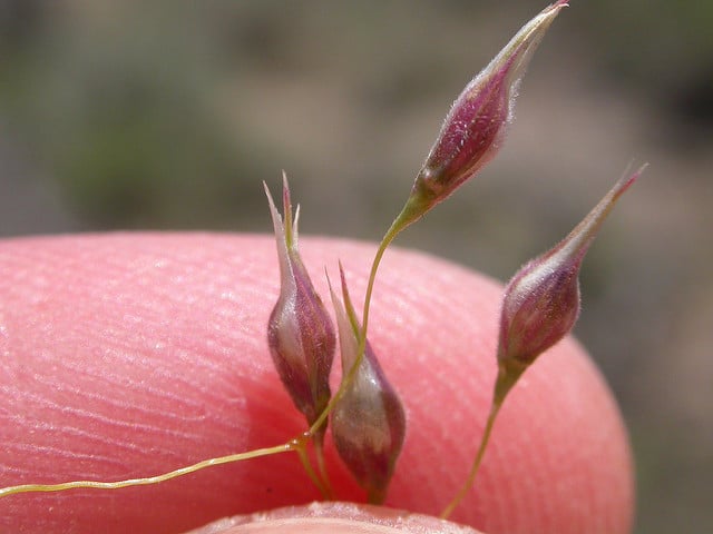 Stipe à glumes membraneuses (Oryzopsis hymenoides)