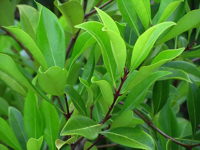 Osmanthus americanus