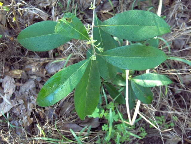 Osmanthus americanus